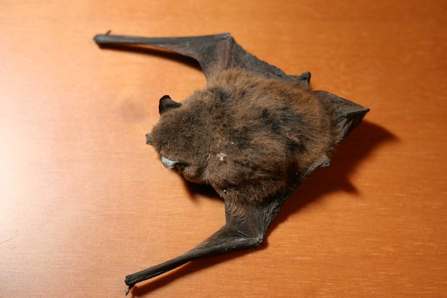 Pipistrello....morto